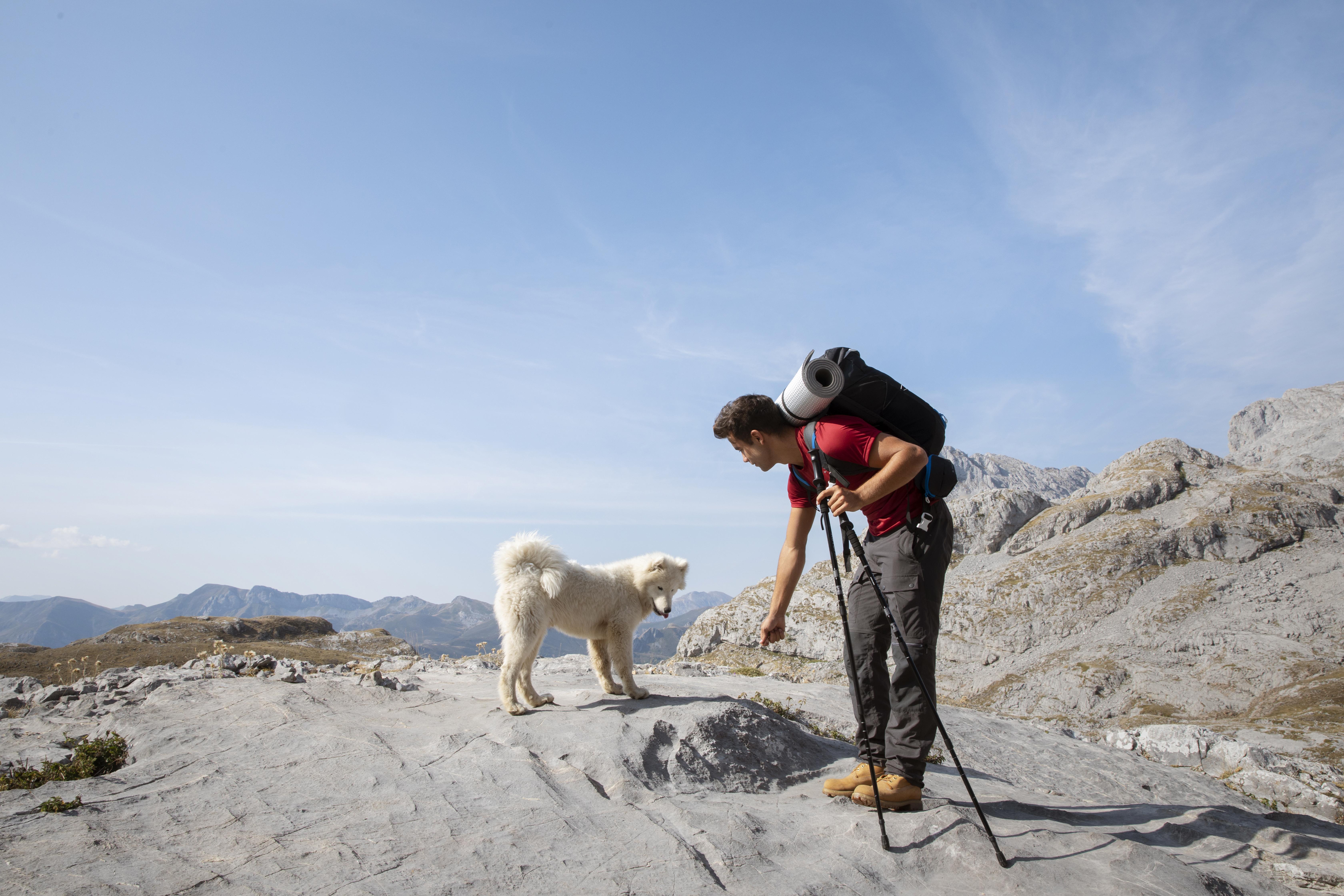 Z psem na górskim szlaku - o czym pamiętać? 