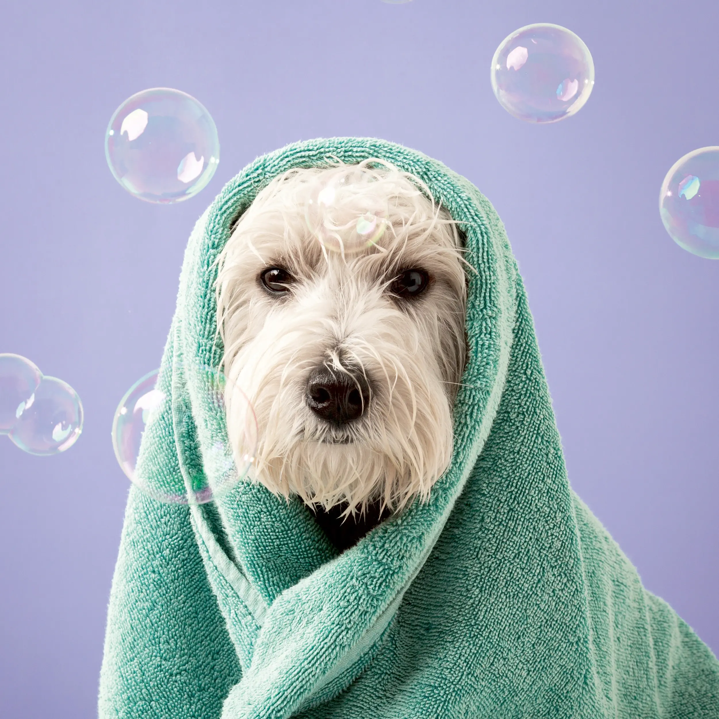 foto kategorie karmawataha-4