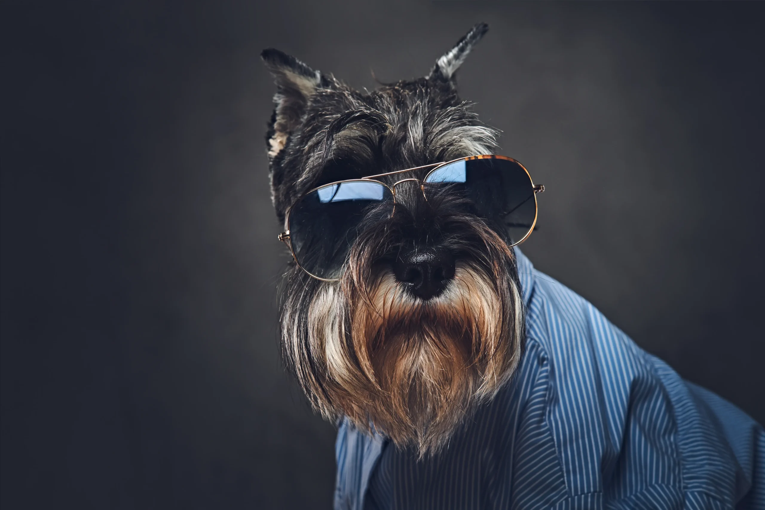 studio-portrait-fashionable-schnauzer-dogs-dressed-blue-shirt-sunglasses